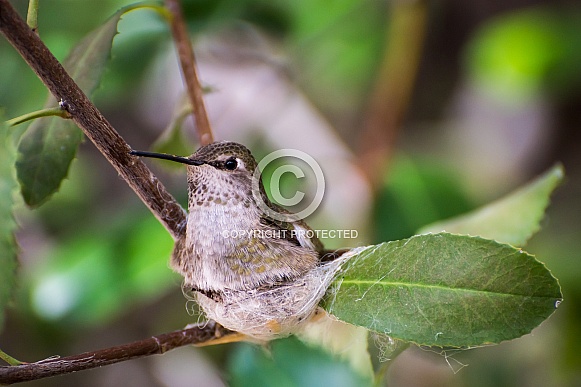 Nesting Hummingbird (Female)