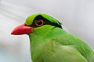 Javan Green Magpie