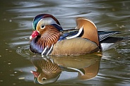 Colorful Mandarin Duck on the water