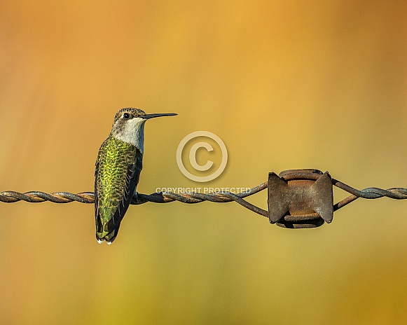 Hummingbird at Rest on Antique Barb Wire