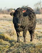 Aberdeen Angus Cow with Horns