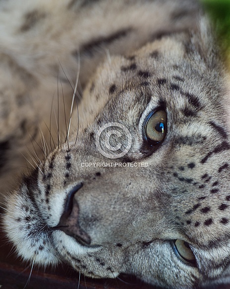 Spirit of the Mountain- Snow Leopard
