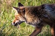 Fox with a sand lizard it just caught