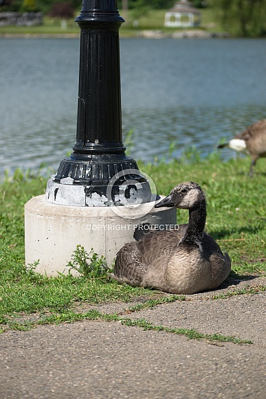 Canada Goose Gosling by Light Pole