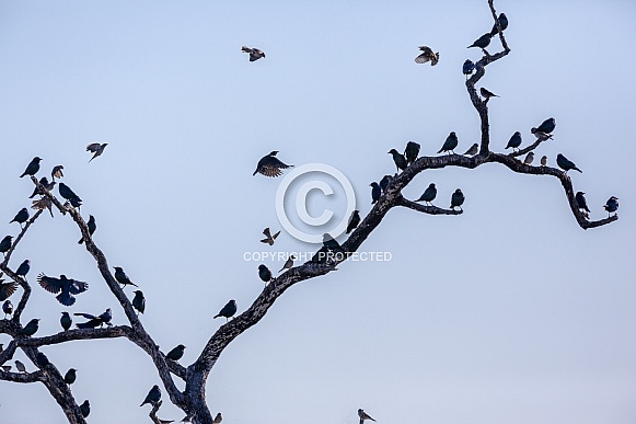 Flock of Quelea Birds - Namibia