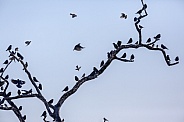 Flock of Quelea Birds - Namibia