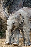Asian Elelephants
