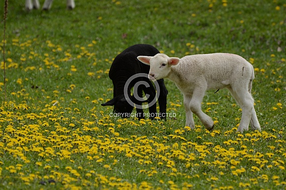 Black & White Lambs