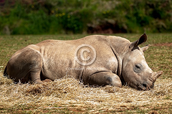 Young Rhino Sleeping