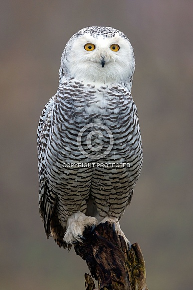 Snowy owl (Bubo scandiacus)