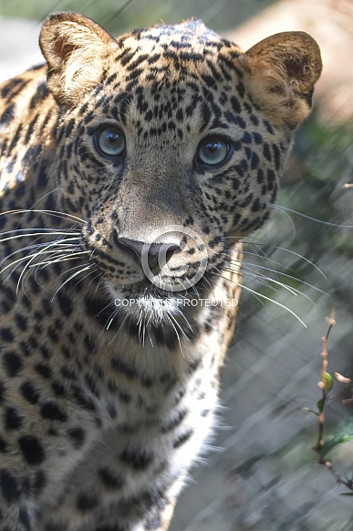 African leopard cub