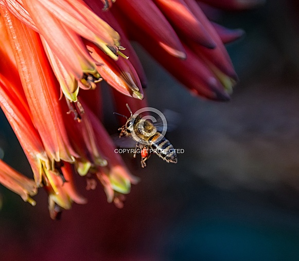 Cape Honey Bee