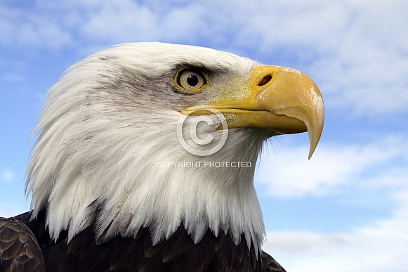 North American Bald Eagle - USA