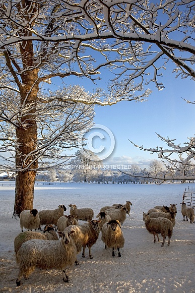 Winter Snow and Sheep - England