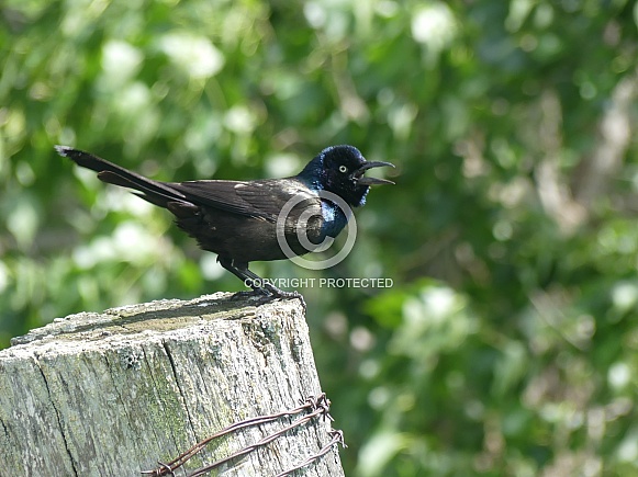 Common Grackle On a Fence Post