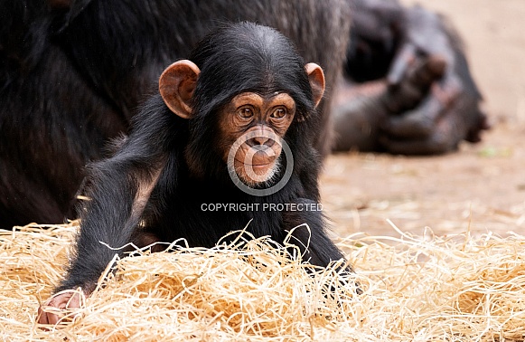 Baby Chimpanzee Sitting Looking Away