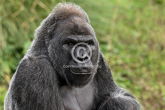 Silverback Western Lowland Gorilla Head Shot Looking Forward