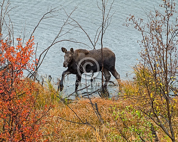 Moose Calf leaving Sawmill Pond