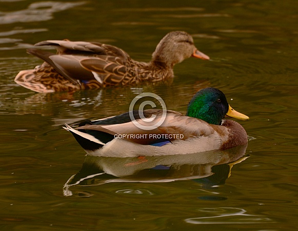 Mallard Duck - male & female