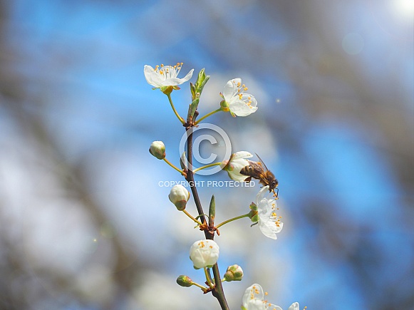 Cherry Blossom with Bee