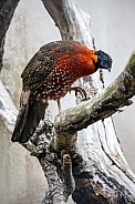 Satyr tragopan (Tragopan satyra) bird