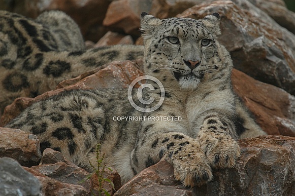 Snow Leopard resting on rocks.