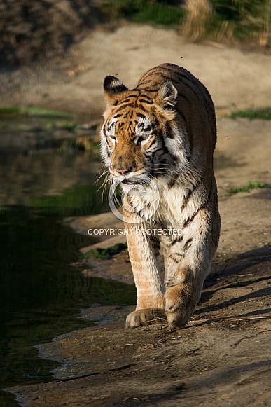 High Five. Indian Tigress