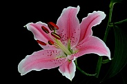 Pink  Lilly Flower