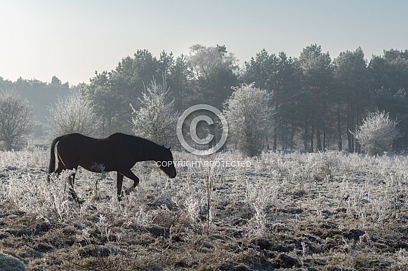 Horse in snow landscape