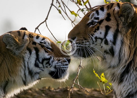 Amur Tiger Couple