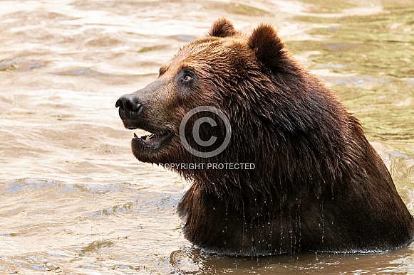 Kamchatka Brown Bear In Water
