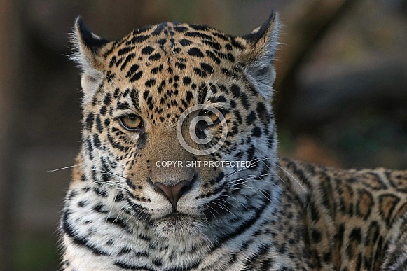 Young jaguar