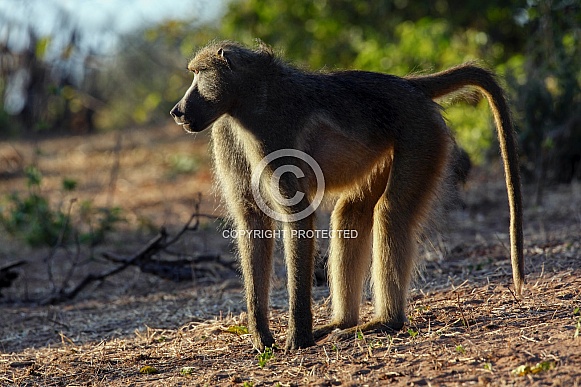Adult male Chacma Baboon - Botswana