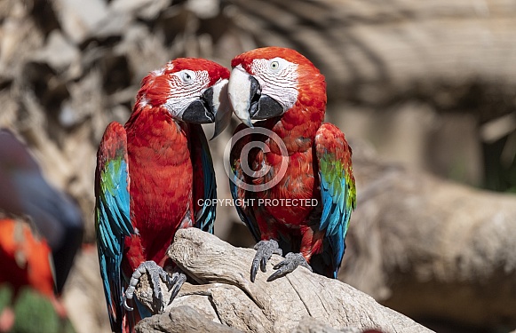 Scarlet red Macaws snuggling