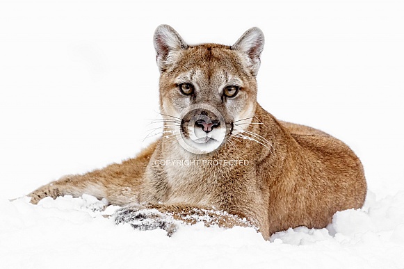 Cougar-Cougar On White