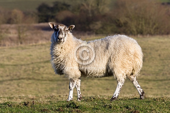 Livestock - Sheep - Farm Animal