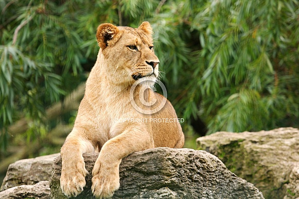 Young Lioness Resting