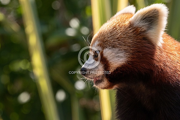 Red Panda Side Profile