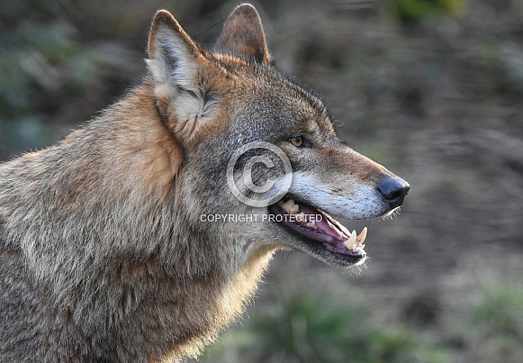 European wolf
