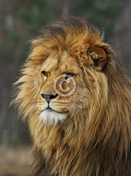African lion