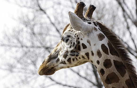 Rothchild's Giraffe Head Shot Looking Away