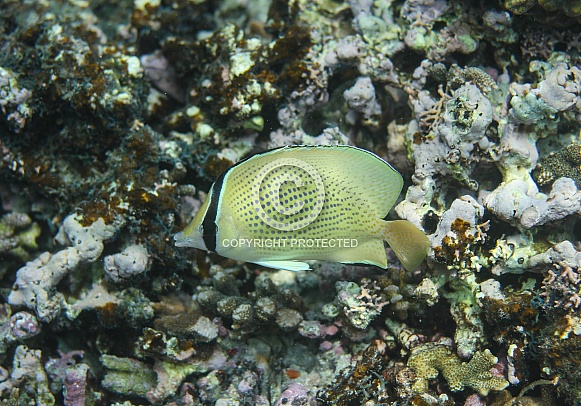 Speckled Butterfly Fish
