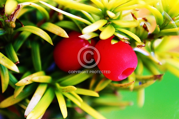 Berry Conifer