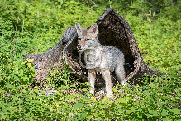 Coyote Pup outside Hollow Log
