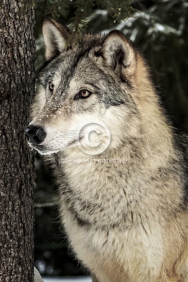 Grey Wolf-Grey Wolf