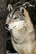 Grey Wolf-Grey Wolf
