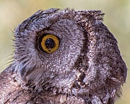 Western Screech Owl Portrait