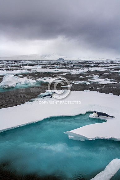 Hooded Seals on a landscape of sea ice - Greenland