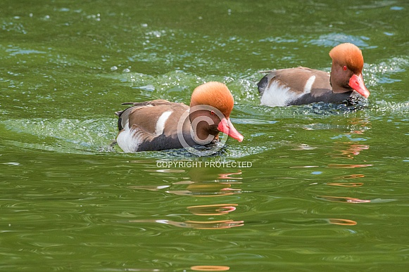 Red-crested Pochard Pair