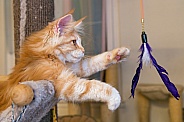 Ginger Cat Playing With Feathers